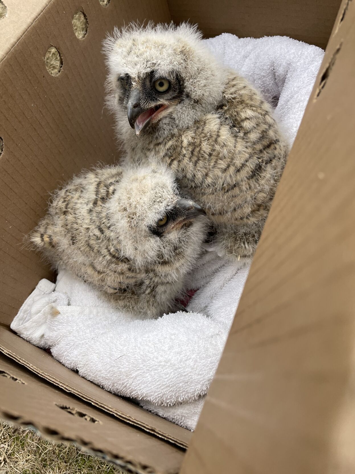 ank_owlets_jeff-1.jpeg